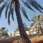 نقوم بتوريدالنخيل عربي واشنطن وتركيب الشبوك