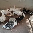 وز بلدي عمر 9 شهوار 7 حبه
