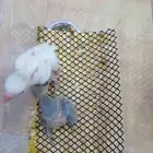 فروخ روز