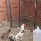 ديك هجين باكستاني