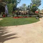 بسم الله ما شاء اللهثيل طبيعي سي الفين (C2000) صافي ونقي على