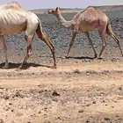 للبيع بكره سلاله