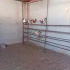 دجاج للبيع عمره ثمان شهور