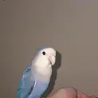 طير روز اليف تحت التدريب على السوم