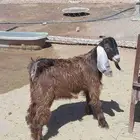 تيس عارضي ذبيحه شحم. تم البيع