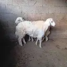 2طليان مقفله شحم نظيفه وخاليه من العيوب