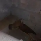 ديك