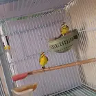 جوز ياسمين موزنبيقي تحتهم بيضتين ((تم البيع ))