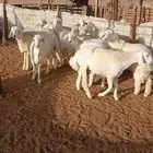 السلام عليكم يوجد لدينا ذبايح بسعر مناسب الموقع الدوادمي