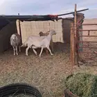 للبيع شياه حريات