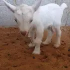 تيس قزمي