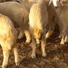 طليان ورخال القنفذة
