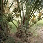 يوجد جثايث اخلاص. ونبوت سيف وسكري