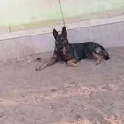 جيرمن شيبرد سيبل german shepherd sable
