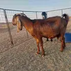 معزا تم البيع