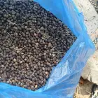 يوجد بدر نخيل أمريكي وشنطني رقم واحد