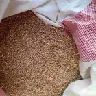 قمح للبيع