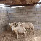 نعاج ولد للبيع