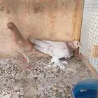 زوج صنعاني