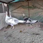 ديك ودجاجه رومي