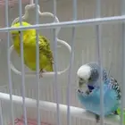 عصافير للبيع