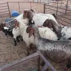 غنم نعيم رغايث