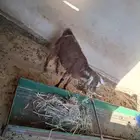 معزا عارضيات للبيع دفع ومعها عرسها عمره خمسه شهور و4 شهور