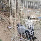 الزوج ب 15