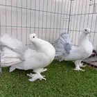 فرايد رقاص هندي مذيله