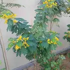 مشتل افندينا ازرعه الشتلت ونخيل وتزين الحديق والسترحات