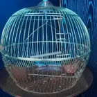قفص عصفور بي 135 ريال