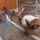 أرانب للبيع