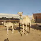 ناقه خلفه حره