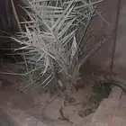 الرياض حي الشفاء والمزرعة محافظة الزلفي