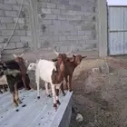 تيوس دهم وحريات