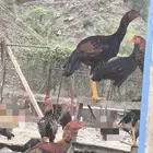 ديوك باكستاني اصيل توب التوب
