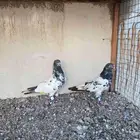 جوز باكستاني رام تب وفاخر
