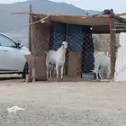 فحل بيشي فاخر للبيع وحار جدا في الضراب