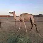 بكره مهجنه
