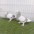 طبه تركي طواقي