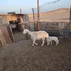 شاه حريه والد معها خروف روم شرط وحليبها وافر