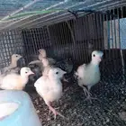 صوص رومي محصن