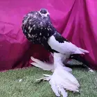 جوز نفاخ مسوبع سوبر جنبو منتج