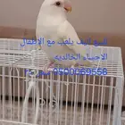 روز طير للبيع