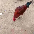 ديوك للبيع ديوك بلدي. وديك فرنسي