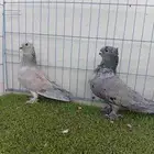 زوج حب رمان