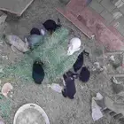 ارانب بلدي وفرنسي بعضه مهجن