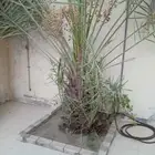 ابوياسين لبيع جميع انواع النخيل البلدي والواشنطن والفسيل