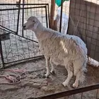 حريه حايل قارح