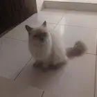 قط .